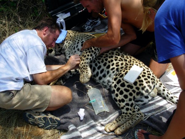 Andrew Stein examines a leopard that has been tranquilized while two other people assist