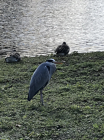 A blue heron stands on grass with a calm body of water in the background. There are also two other birds of unknown species closer to the shore.