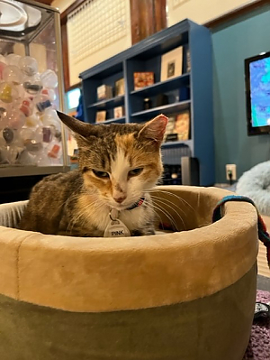 Calico cat sitting in cat bed