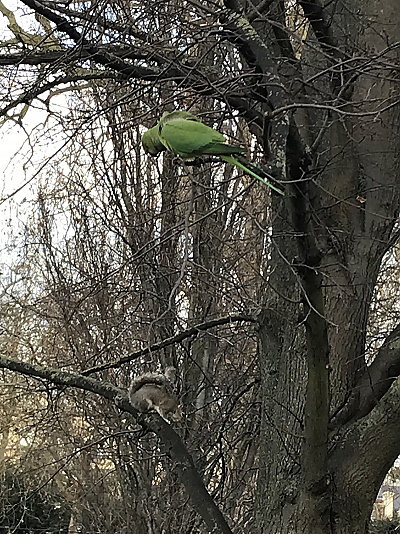 A bright green parakeet sitting on a tree branch. It seems to be looking at a squirrel perched on a different branch directly below it. None of the branches have any leaves.