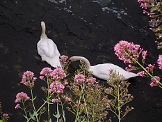 Swans on Corrib