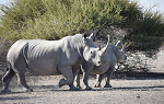 White rhino in Orapa Game Park