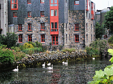 Swans Galway Corrib Walkway