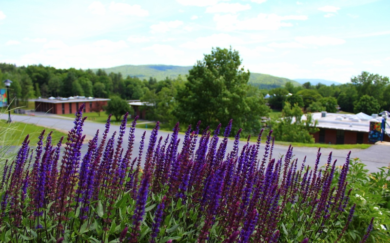 View of upper campus of Landmark College with purple flowers 
