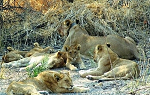 A female lion rests in Botswana, surrounded by her cubs. 