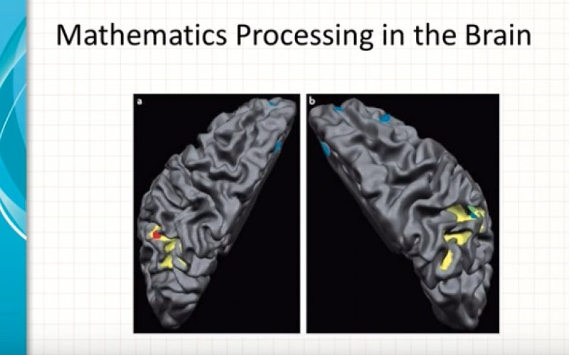 Brain scan image of mathematics processing