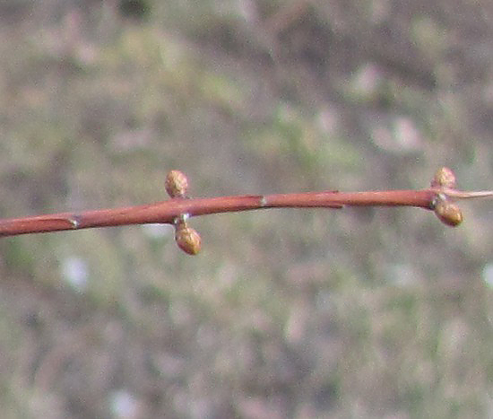 picture of twigs