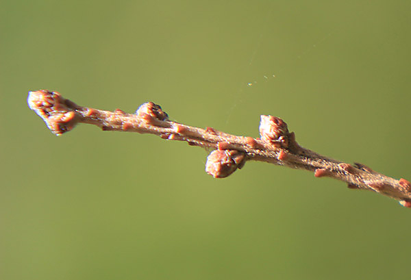 picture of twigs