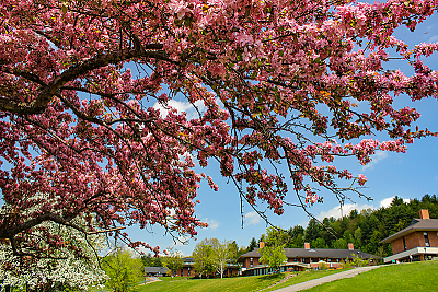 Apple blossoms on campus in full Spring bloom