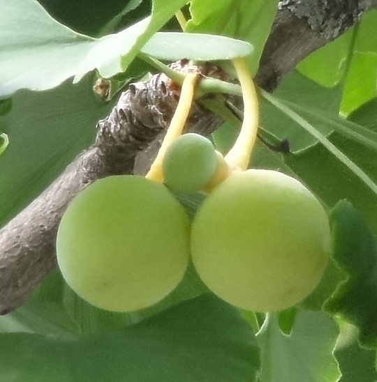 picture of fruit