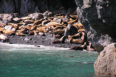 Dozens of seals on a beach