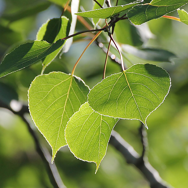 picture of leaves