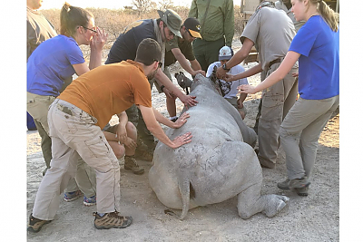 group helping with darting of white rhino