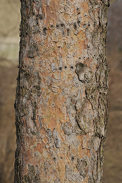 picture of bark