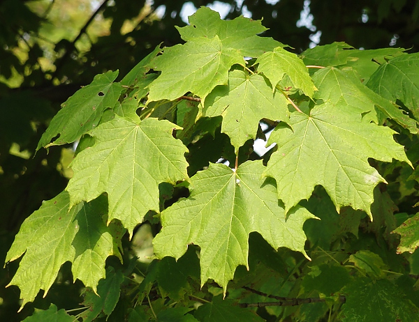 picture of leaves