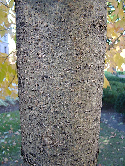 picture of bark