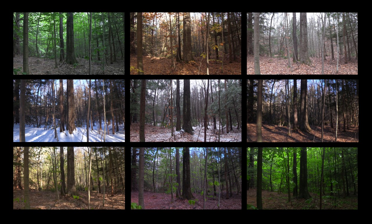 Series of video still frames showing same forest scene in different seasons